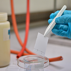 A close up of a gloved hand holding a piece of material with tweezers